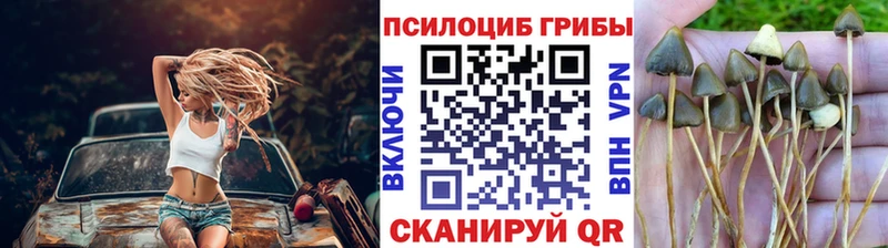 закладки  Кольчугино  omg ТОР  Псилоцибиновые грибы Cubensis 